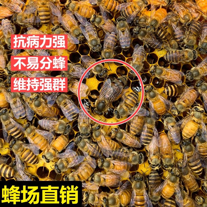 中蜂王蜜蜂优种蜂王高产王活体阿坝王双色王产卵王良种新开产王|ruв категории животное/Животное питание и принадлежностей, других домашних животных, других домашних животных - от Buy2taobao.com для оказания профессиональной услуги покупки агента Taobao