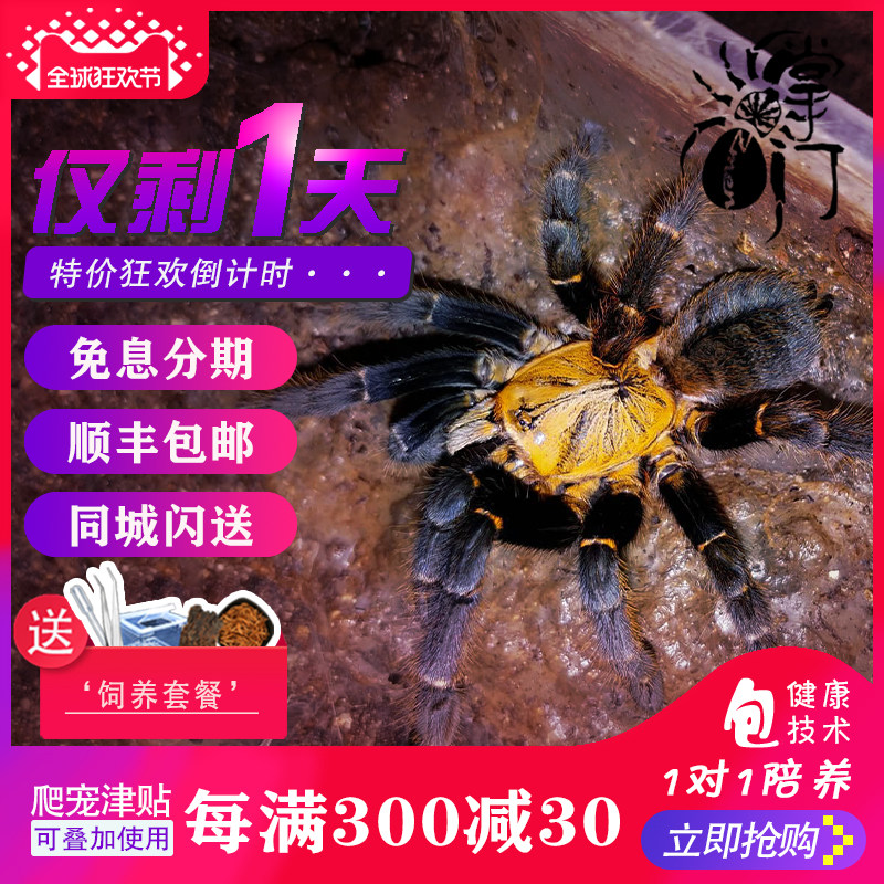 Ferocious Collection Ho Chi Minh Cutworms Tarantulas High-end Rare Tiger Pets living thing Crypt Spiderin the Pet/Pet food and supplies , Reptile/Insects and supplies Ming , Spider  category - from Buy2taobao.com to provide professional Taobao agent buy service