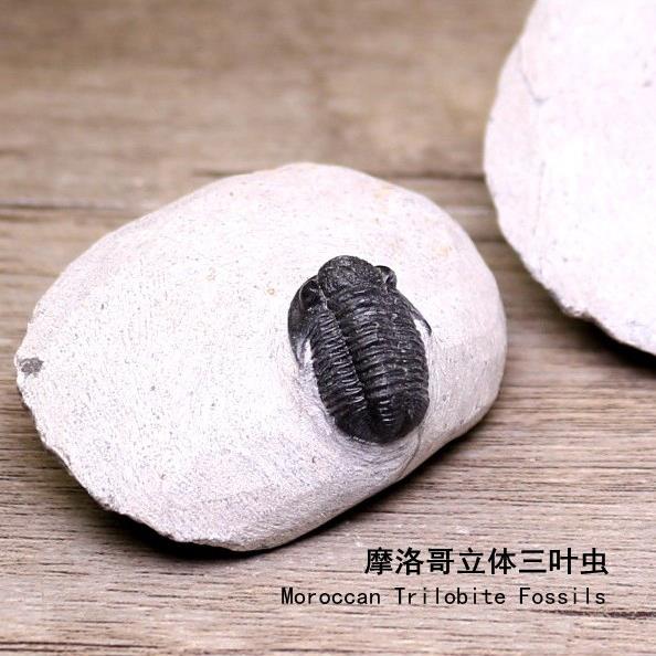 天然海洋生物立体三叶虫节肢动物镜眼虫化石原石地质科普教学标本