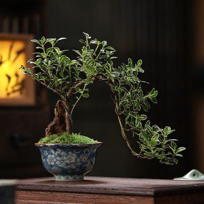 汝窑繁花压手杯六月雪办公室小盆栽茶室绿植盆景室内桌面好养植物