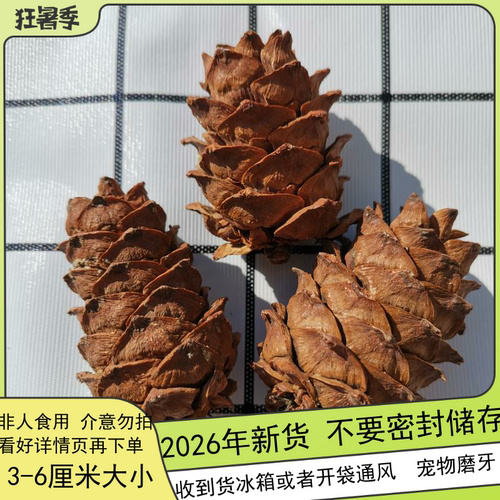 新货野生小松塔磨牙粮食