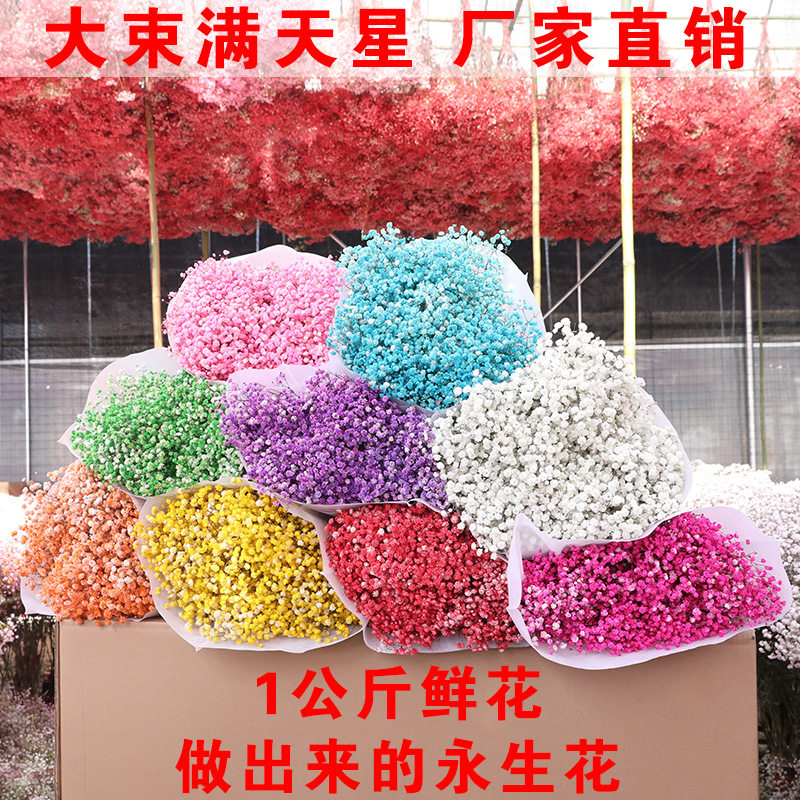 云南干花真花风干永生花满天星星