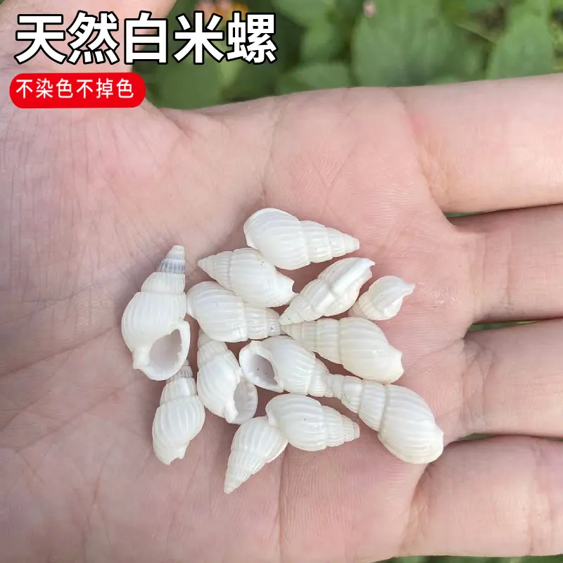 微景观漂流瓶贝壳海螺1-2厘米