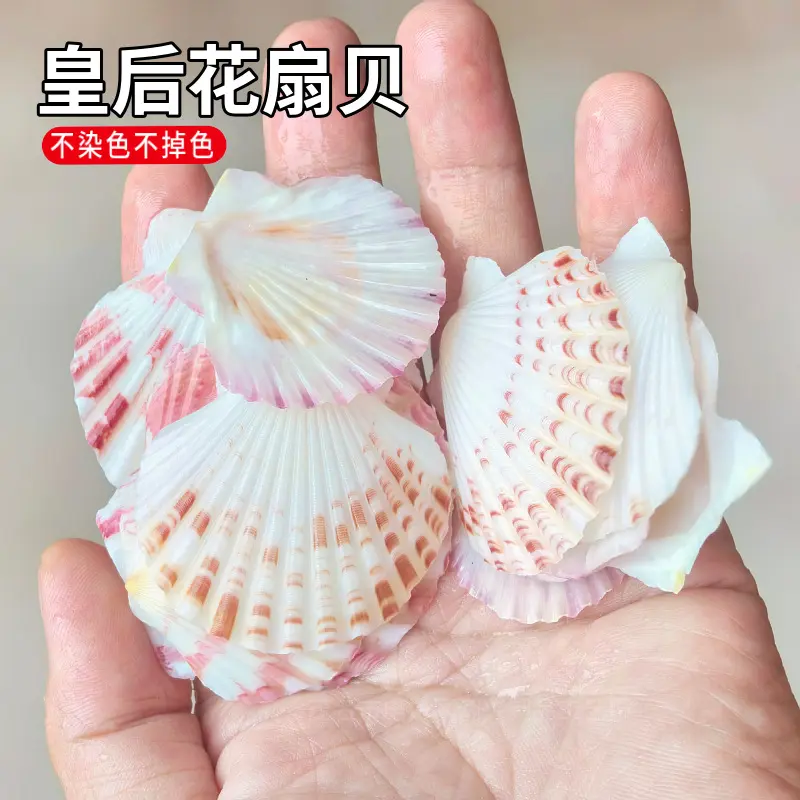 天然海螺贝壳皇后花扇贝4-6.cm
