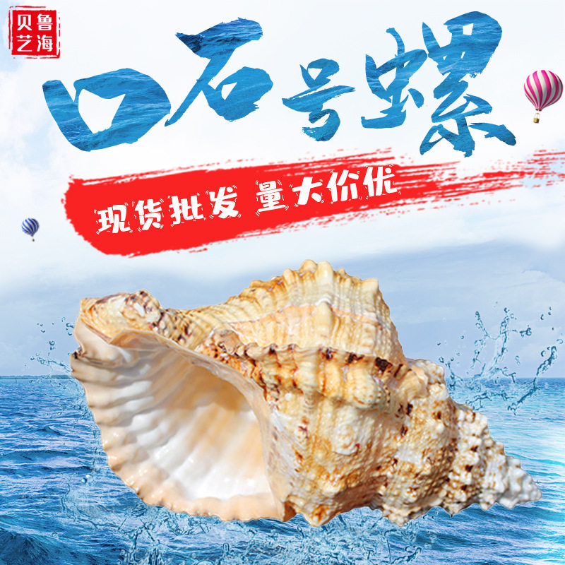 石号螺金口蛙螺大海螺贝壳工艺品
