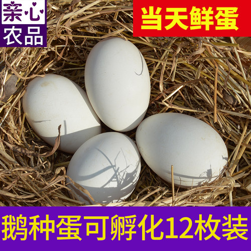 12枚大三花五龙鹅产蛋王鹅鹅蛋受精蛋种蛋可孵化鹅苗泰州鹅四季鹅
