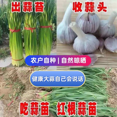 2026年新干蒜产地直发