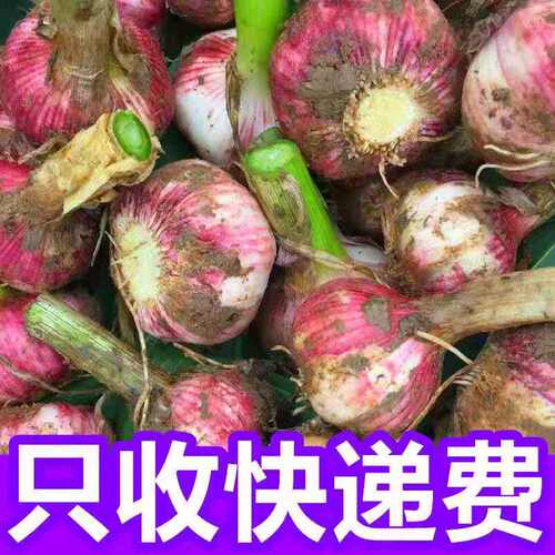 26年5斤农家蔬菜糖醋蒜新鲜