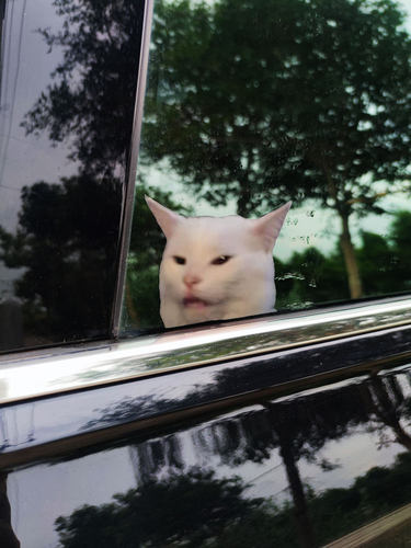 PVC防水多用贴纸MEME猫咪