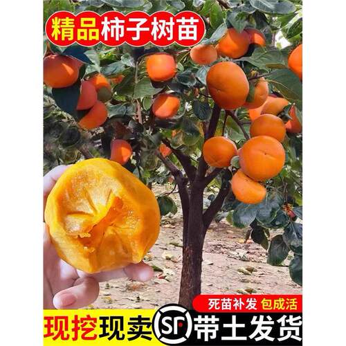 脆甜柿子苗树火晶磨盘水