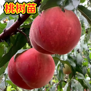 桃树苗正宗嫁接水蜜桃蟠桃黄桃桃树盆栽地栽阳台庭院南北方种植