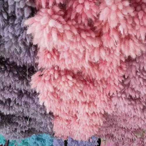 新款直销兔尾草干花 兔尾草狗尾草干花永生花小花束家居装饰摆件