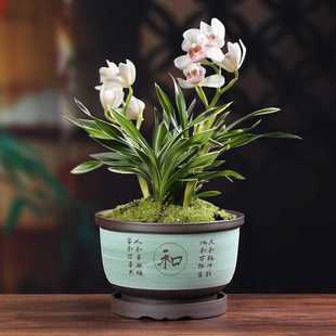 新款直销紫砂兰花盆蝴蝶兰专用盆大口径陶瓷带托盘家用文竹榕树植