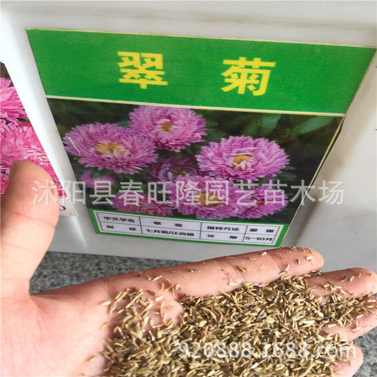 翠菊种子翠菊发芽率高种子