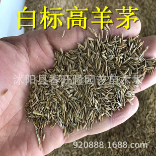 护坡草坪 高羊茅种子  蓝标高羊茅种子 绿化护坡白标种子