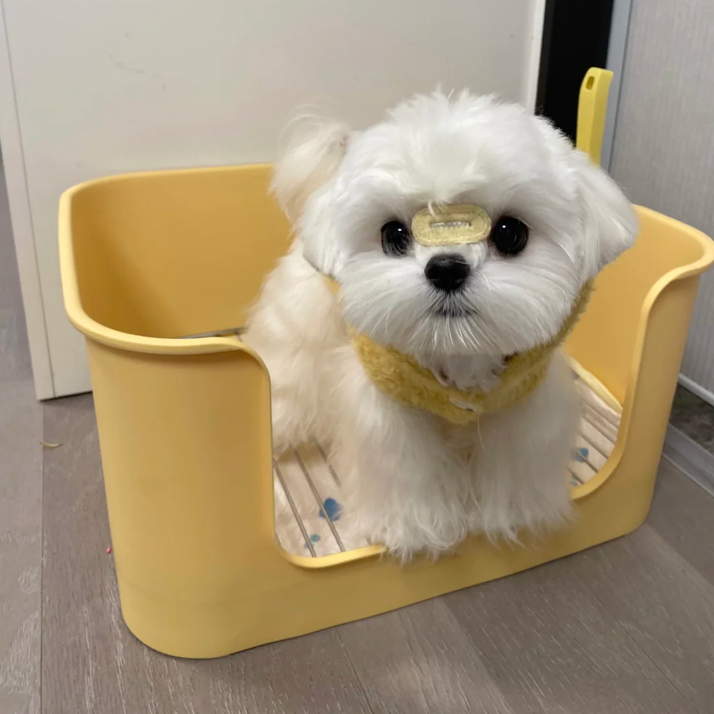 狗厕所中小型犬专用防踩屎便盆尿盆加深大号定点排便不锈钢狗砂盆