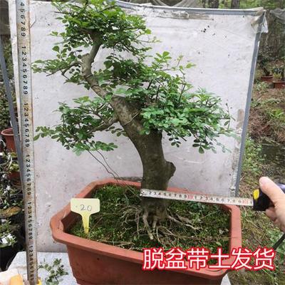 对节白蜡a 树桩盆景 微型观叶小盆栽树苗 对接阳台庭院金弹子包邮