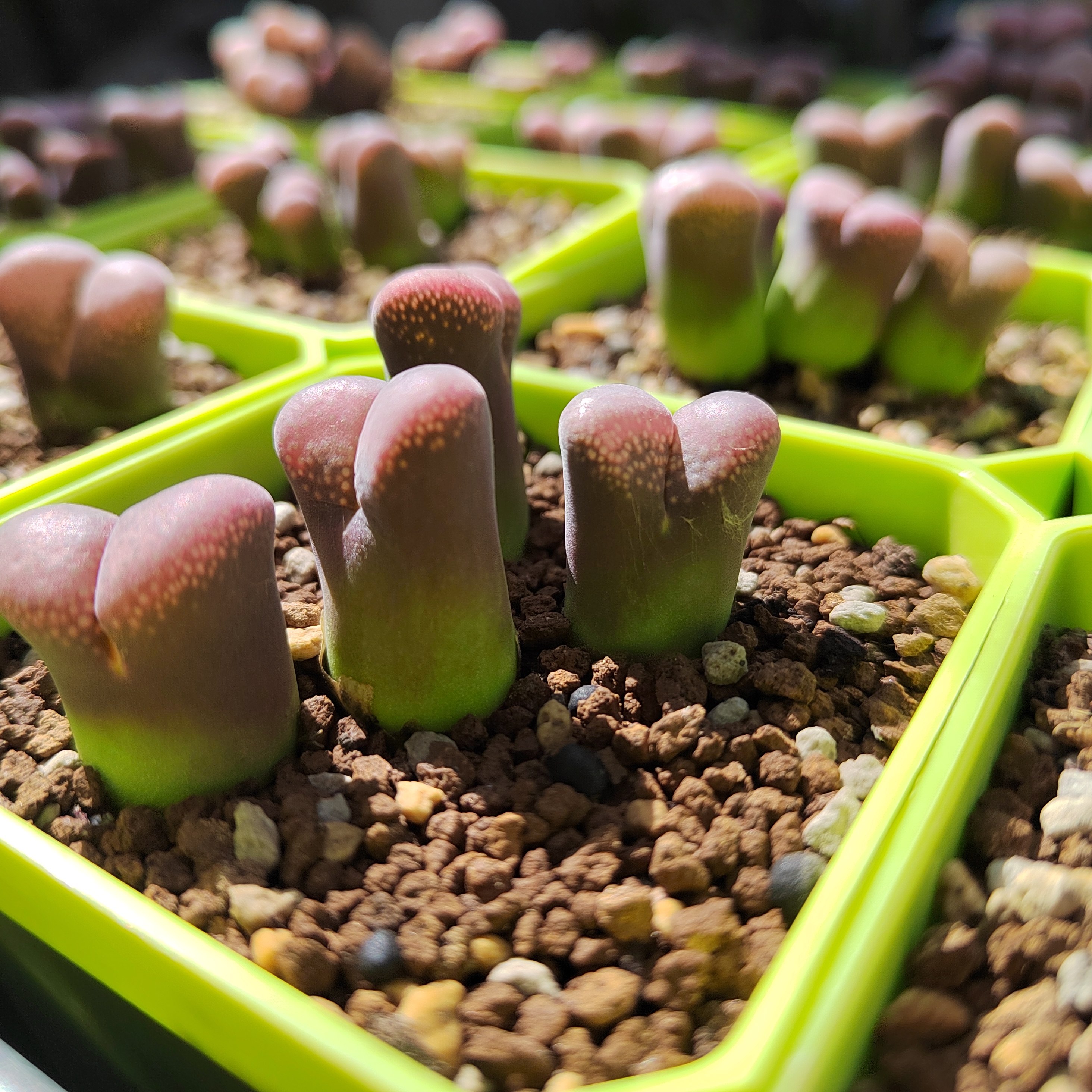 大型红风铃玉肉锥匈牙利引种CM10红风铃多肉植物五年生母本