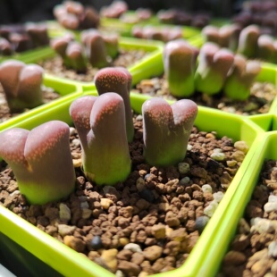 大型红风铃玉肉锥匈牙利引种CM10红风铃多肉植物五年生母本