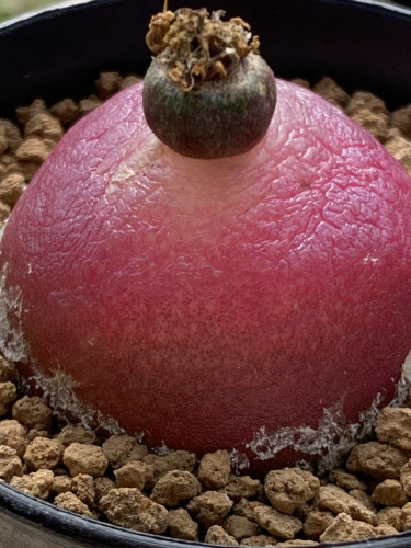 41#～60#灯泡肉锥3.5～3.9厘米多肉植物5年母本