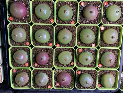 1～20#红灯泡肉锥8年大母本sh409灯泡肉锥 多肉植物非哈默灯泡