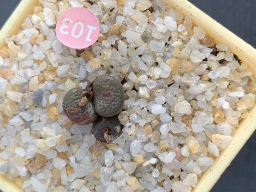 多肉植物猪皮sh462拉丁Mg1410.85 Conophytum armianum SH462 TL,