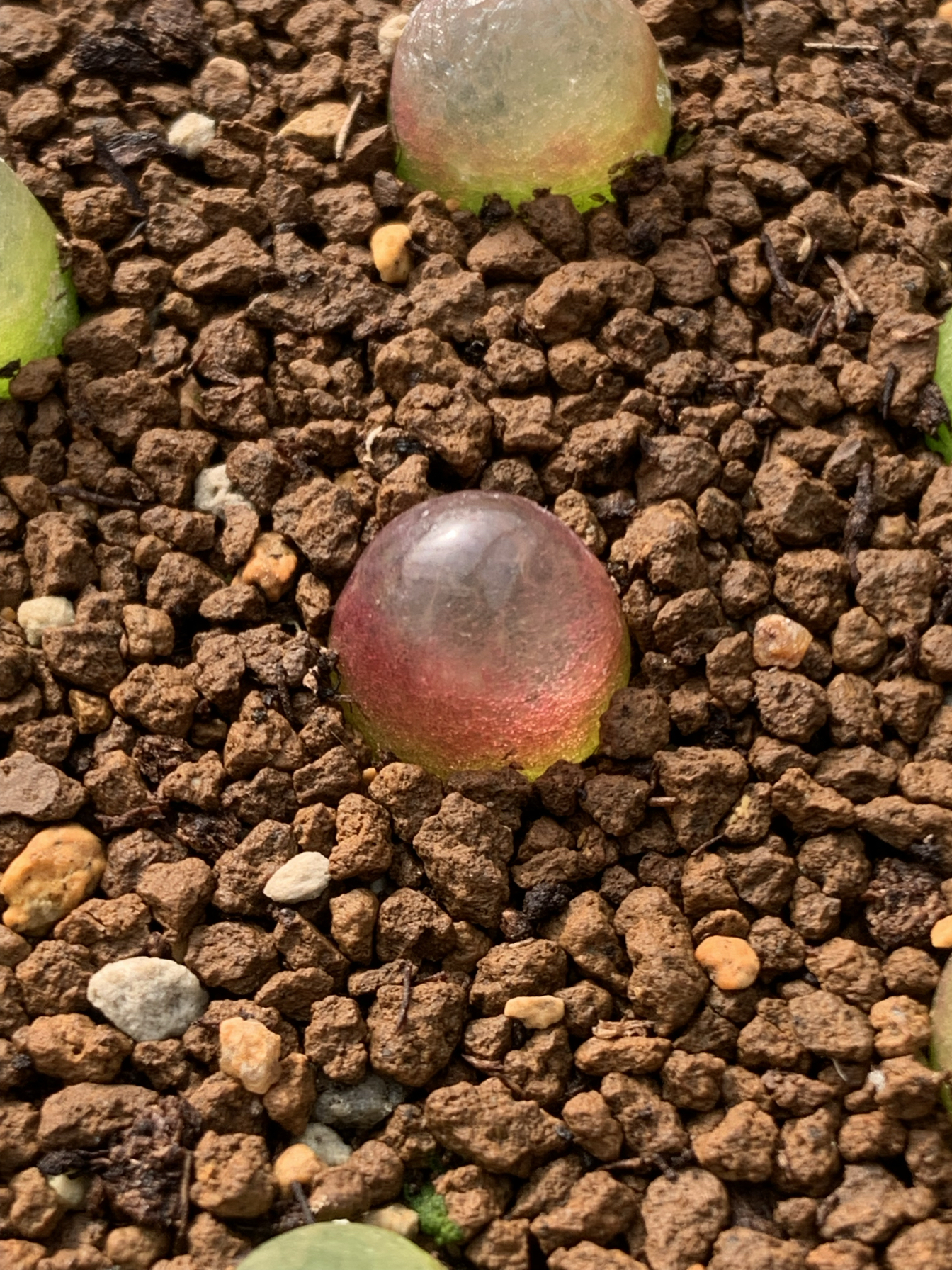 灯泡肉锥多肉植物1.1厘米3颗10元