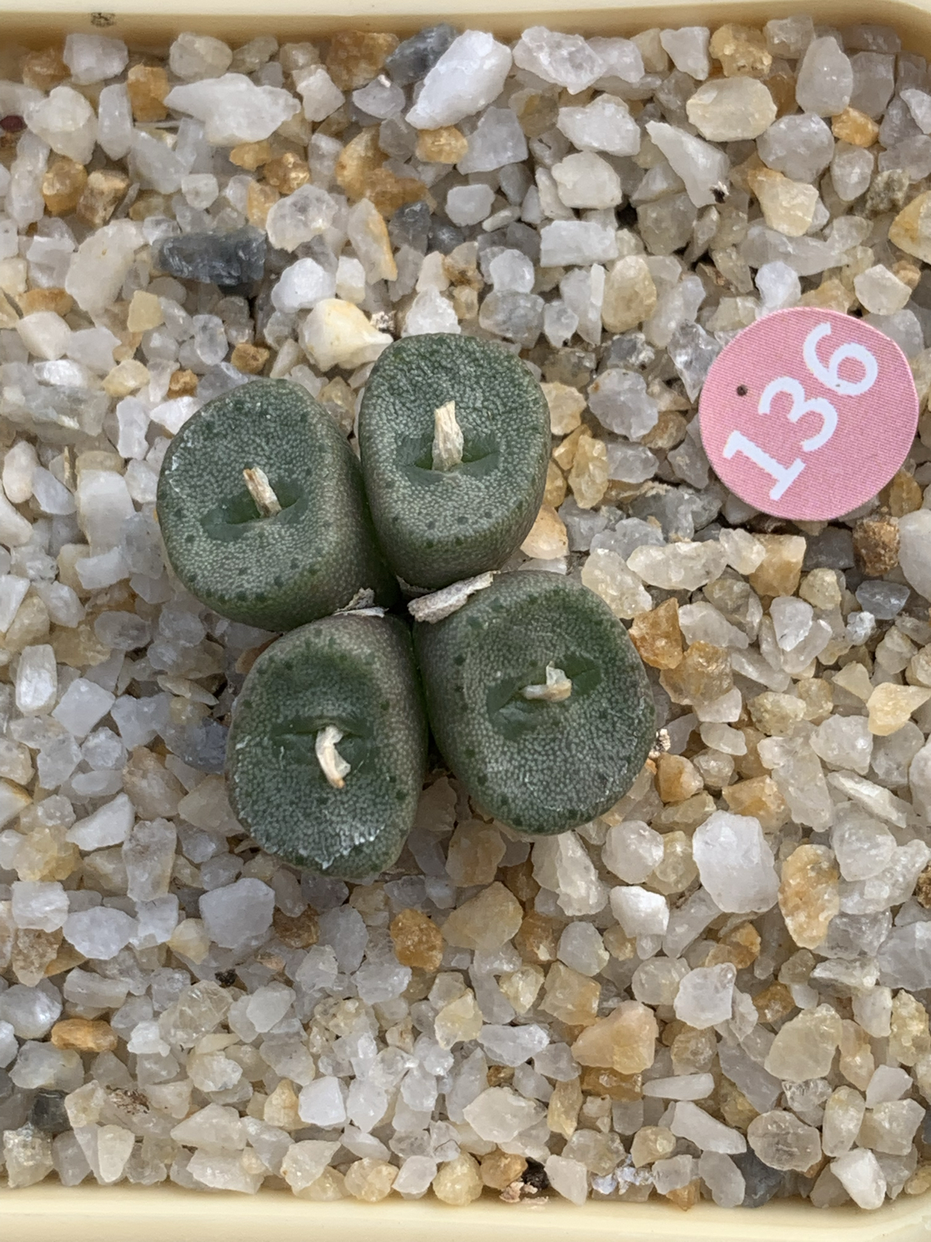 136S稀有纽扣肉锥多肉植物4头母本