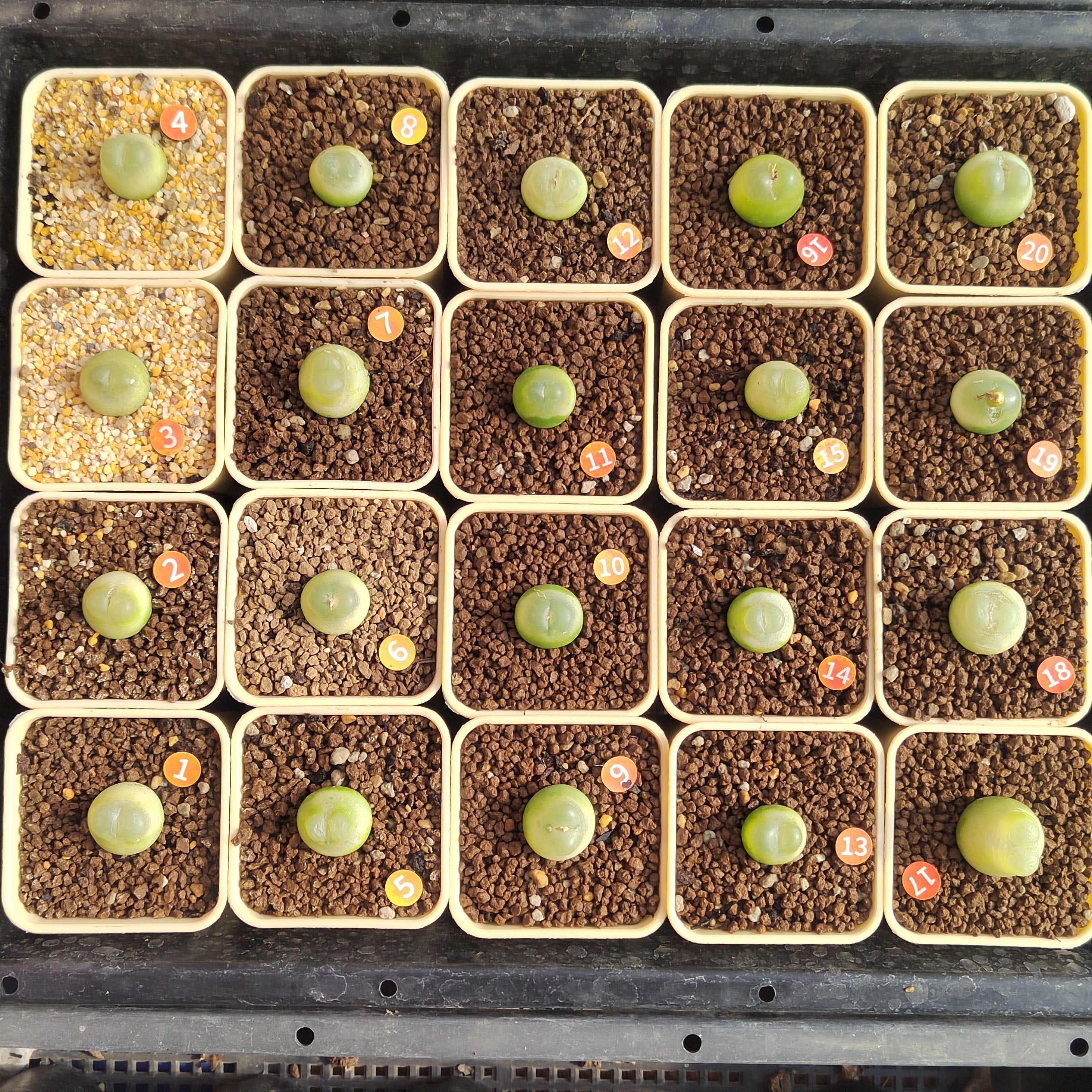 1#～20#拉登肉锥多肉植物2.0厘米五年生,鲜花速递/花卉仿真/绿植园艺,多肉植物,淘宝优惠券,粉丝福利购,淘宝优惠卷