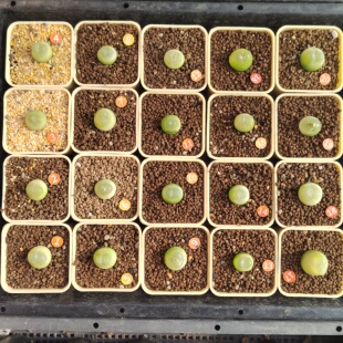 1#～20#拉登肉锥多肉植物2.0厘米五年生