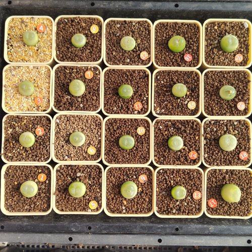 1#～20#拉登肉锥多肉植物2.0厘米五年生
