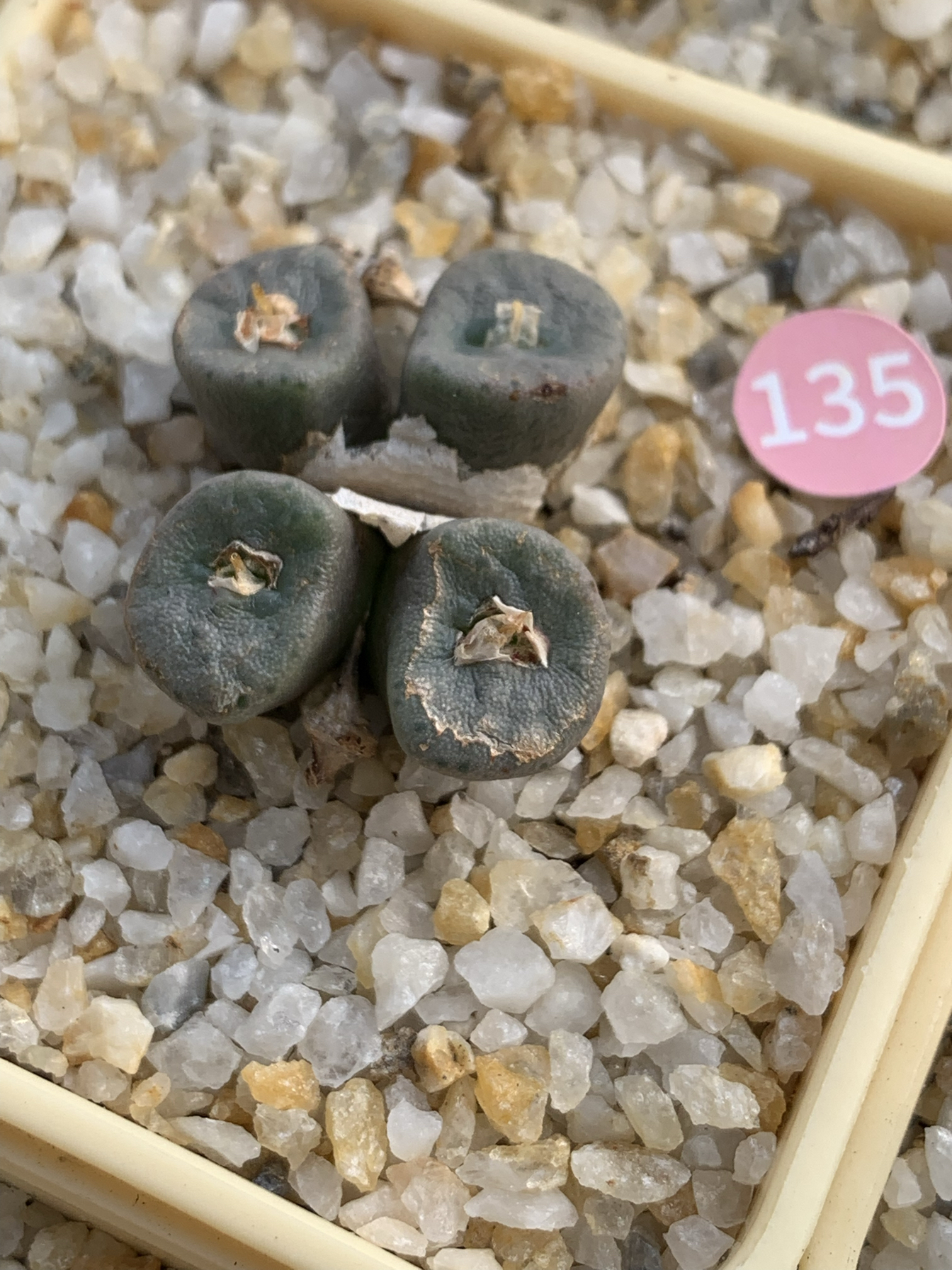 135SX稀有纽扣肉锥母本4头