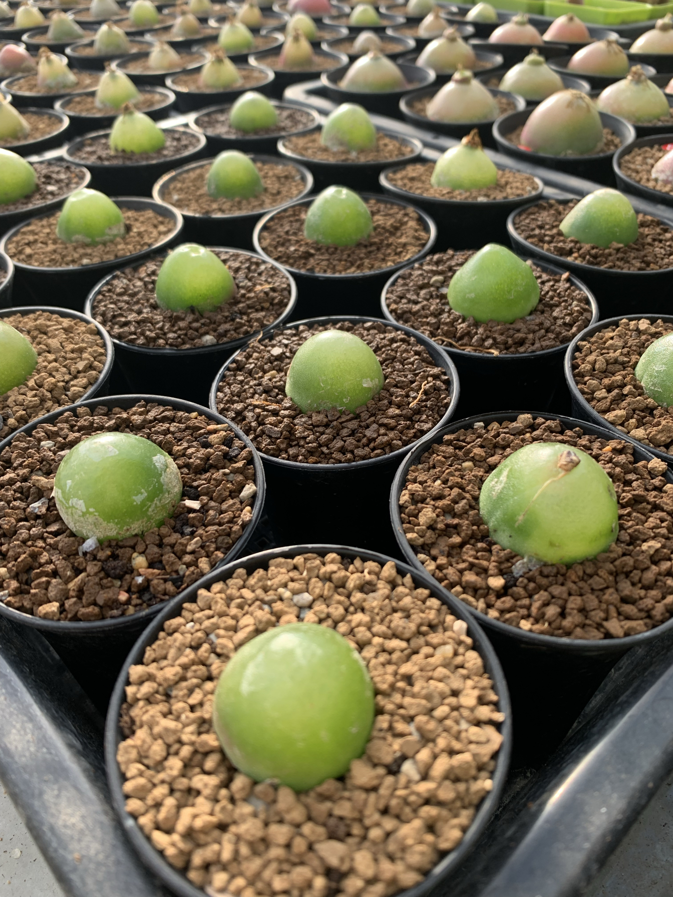 灯泡肉锥多肉植物2-2.5厘米