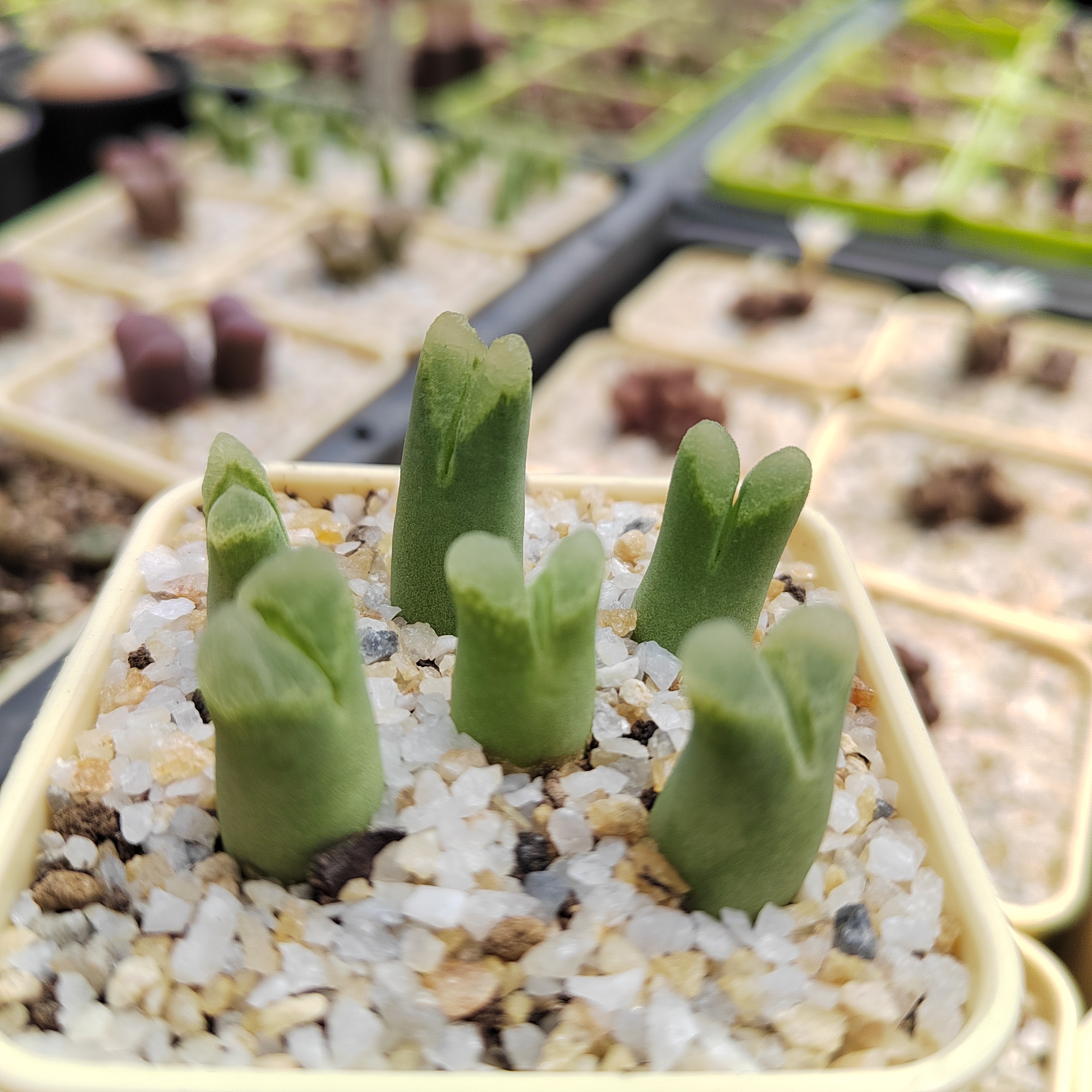 冰风铃肉锥风铃玉多肉植物五年生母本