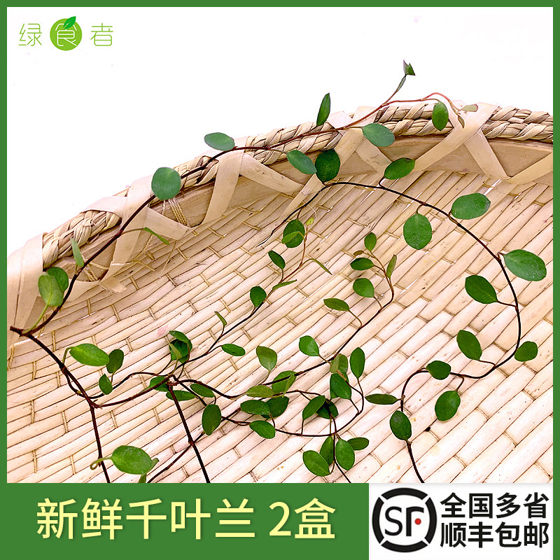 千叶兰2盒酒店西餐摆盘装饰花草