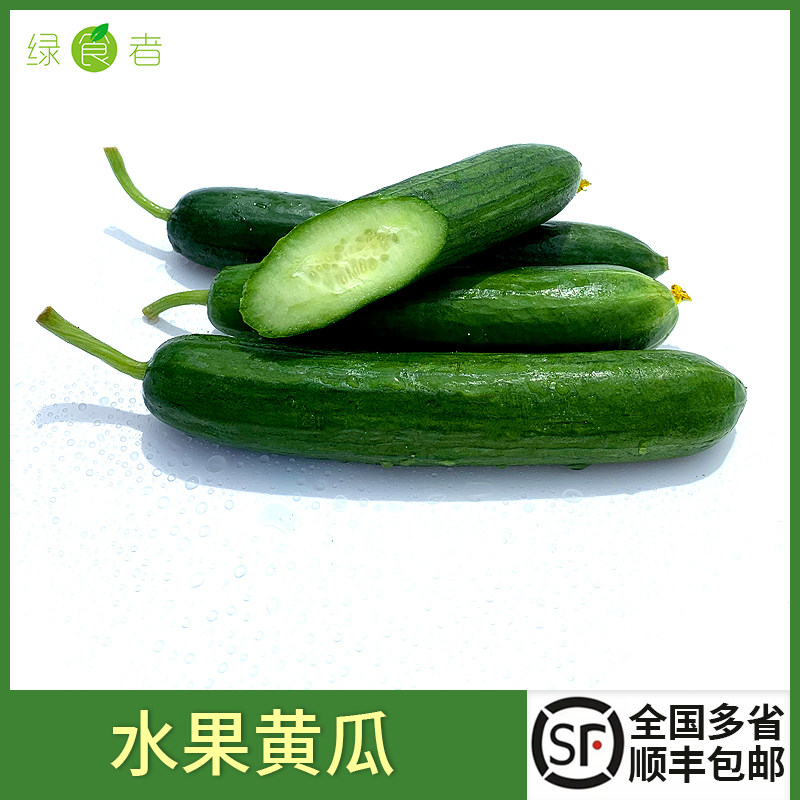 新鲜水果黄瓜 现采现摘荷兰黄瓜生吃小青瓜新鲜蔬菜沙拉食材