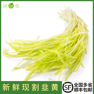 新鲜韭黄 低温偏绿 正宗时令蔬菜现摘现发 嫩黄清香 全国多省包邮