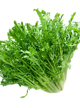 新鲜苦菊苦细叶生菜沙拉蔬菜
