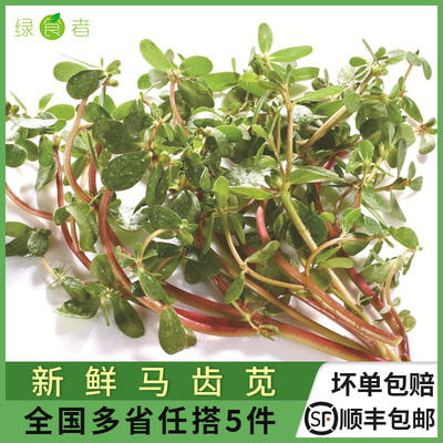 新鲜马齿苋 马蜂菜应季现挖现发五行草长寿菜 多省5件顺丰包邮