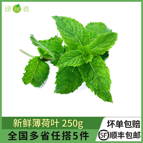 新鲜薄荷叶250g清凉烘焙香料