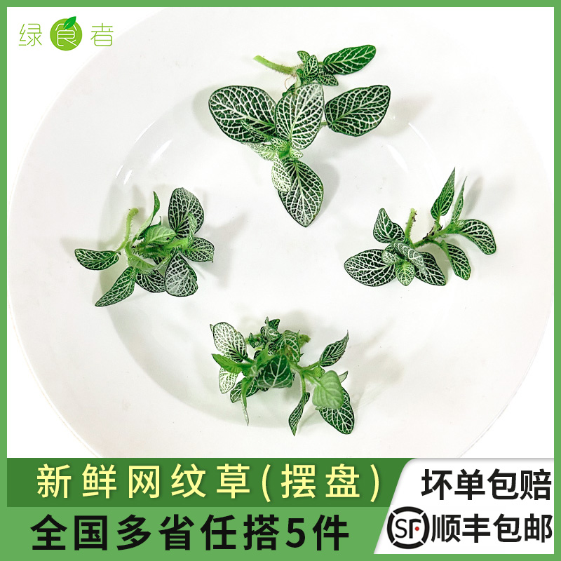 新鲜绿网纹草 酒店日料西餐料理摆盘点缀叶子 多省满5件包邮