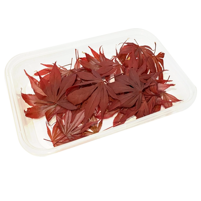 新鲜红枫叶西餐冷菜日料摆盘装饰