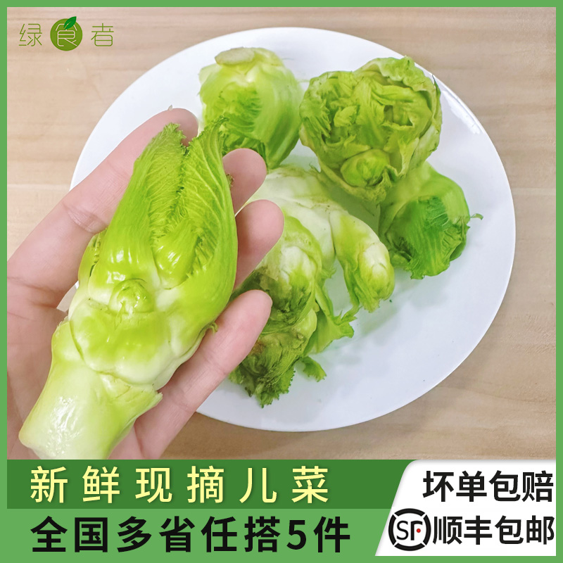 新鲜儿菜 整颗多心菜抱儿菜娃娃菜抱子芥鲜嫩爽口 满5件包邮