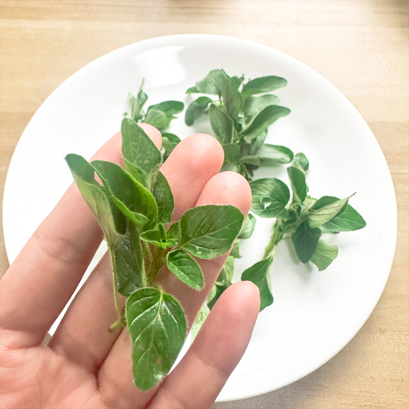 新鲜牛至叶 披萨草甘牛至阿里根奴西餐食用香料 多省满1件包邮