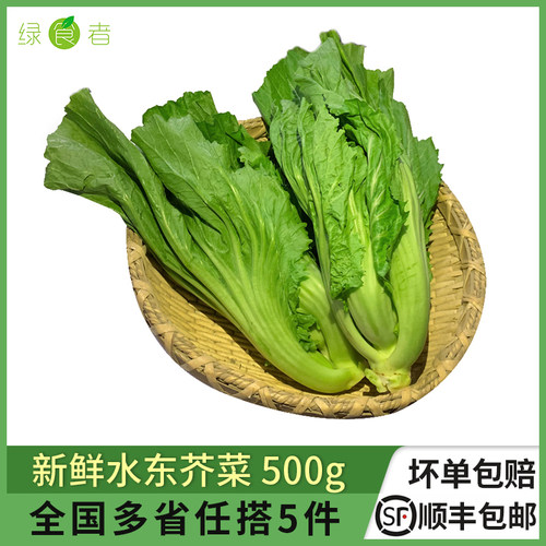 新鲜水东芥菜500g腌酸菜食材
