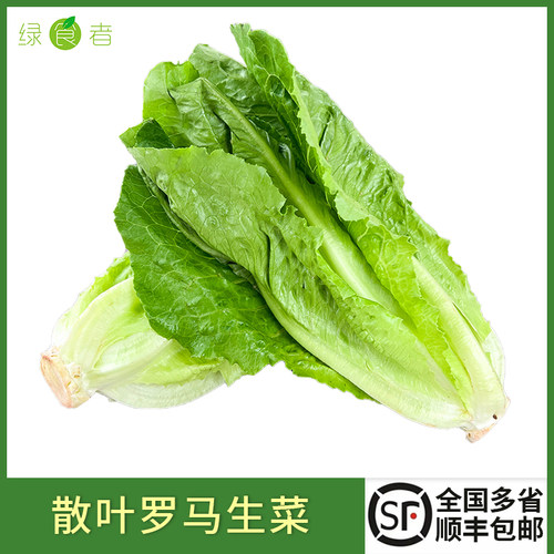 散叶罗马生菜新鲜蔬菜