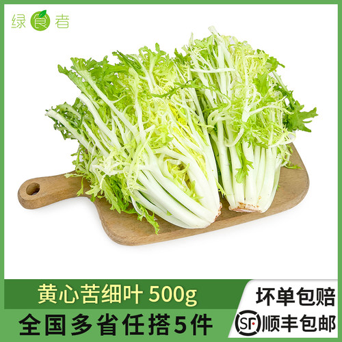 黄心苦菊生菜新鲜食材蔬菜沙拉