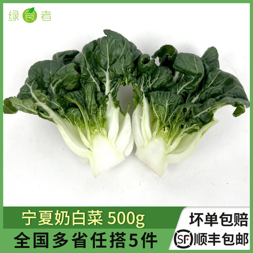 新鲜新蔬菜宁夏奶白菜500g