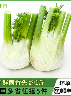 新鲜茴香头约1斤 茴香根茴香球茎 西餐料理香料蔬菜食材 5件包邮