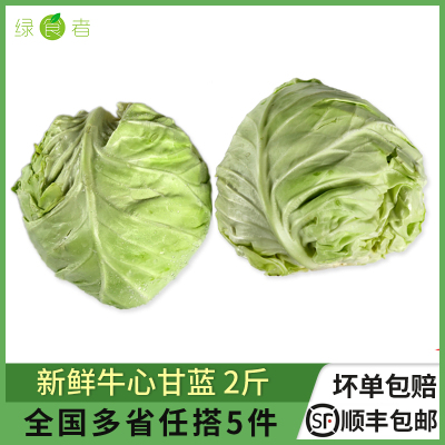 绿食者牛心甘蓝2斤当季蔬菜